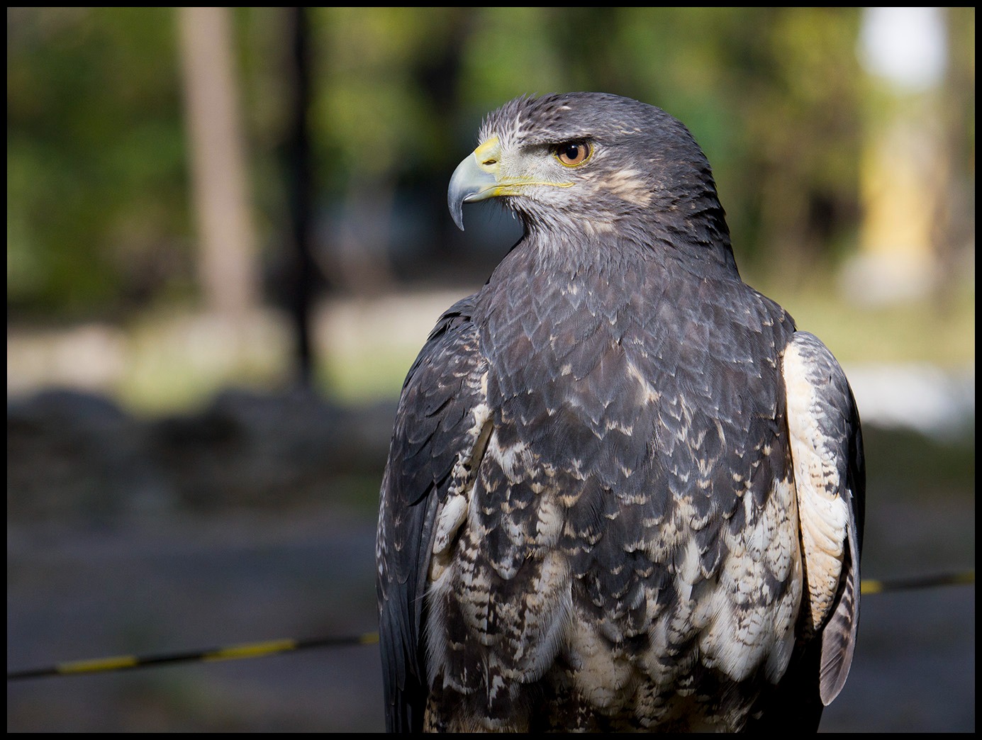 Falcoaria como Patrimônio Cultural Imaterial - UNESCO