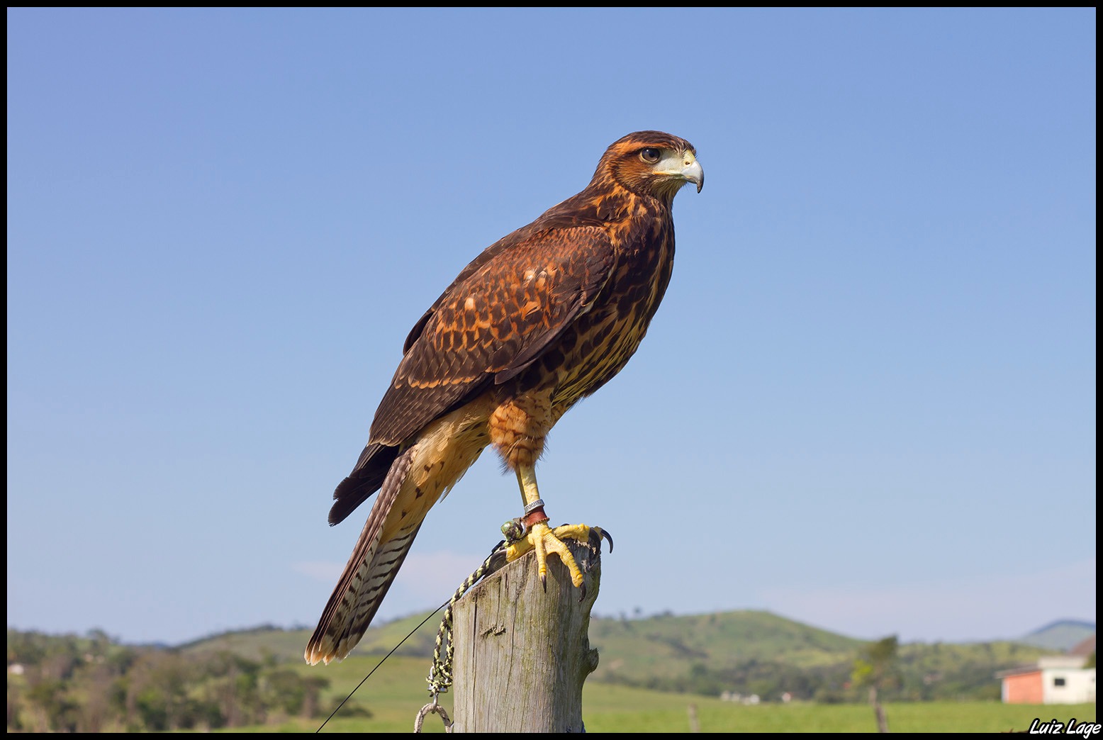 Falcoaria como Patrimônio Cultural Imaterial - UNESCO