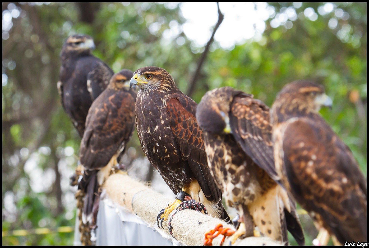 Falcoaria como Patrimônio Cultural Imaterial - UNESCO
